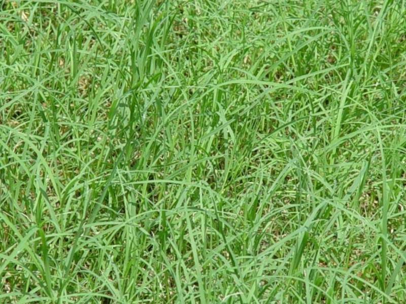 天堂草播种时间和方法