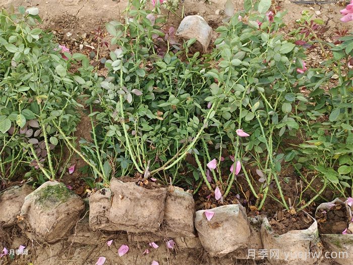 美植袋月季苗(图4)
