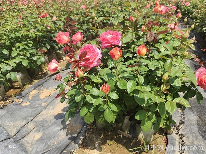 美植袋月季苗(图2)