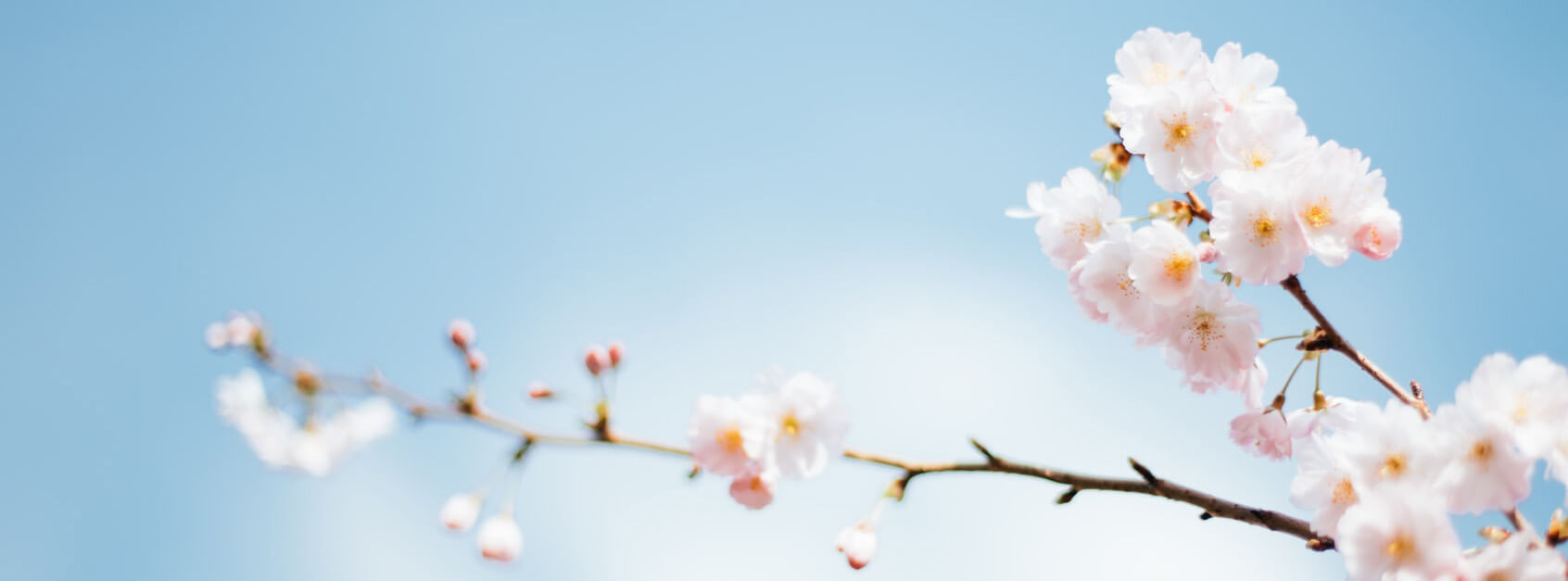 花花