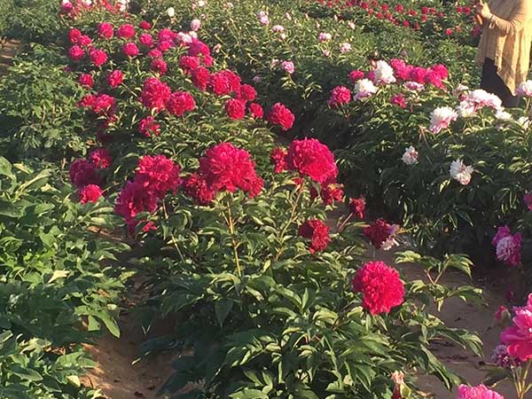 牡丹花苗价格多少一棵？牡丹花苗市场价格