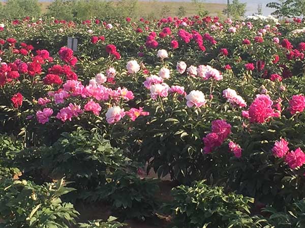 牡丹花苗价格多少一棵？牡丹花苗市场价格