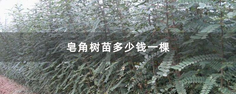 皂角树苗